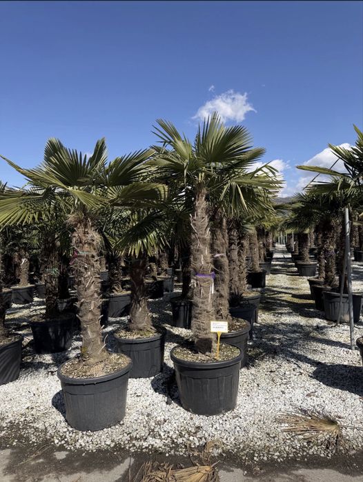 Plante ornamentale