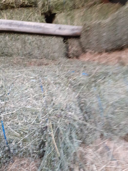 Vand baloți lucernă