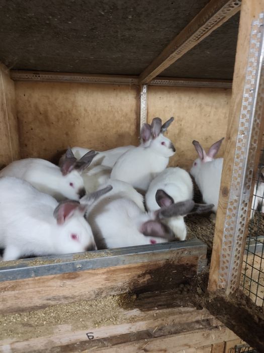 Продавам зайци калифорнийски