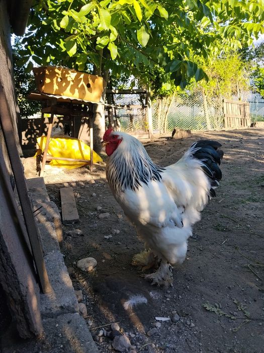 Cocosi rasa brahma
