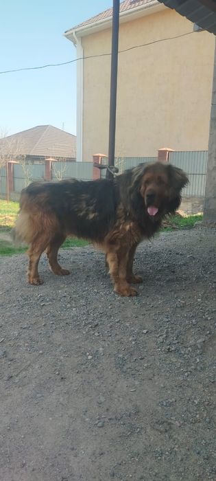 Продам кобеля тебетский мастиф два года