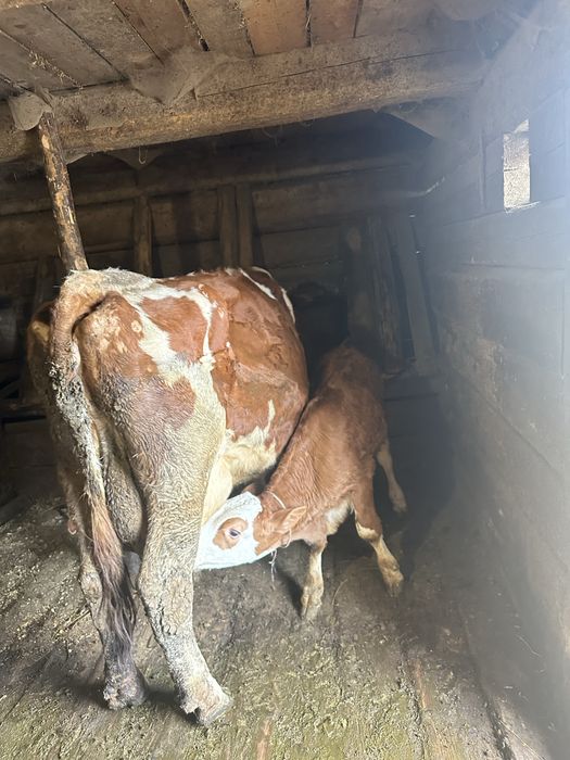 Vand vaca cu doi vitei gemeni