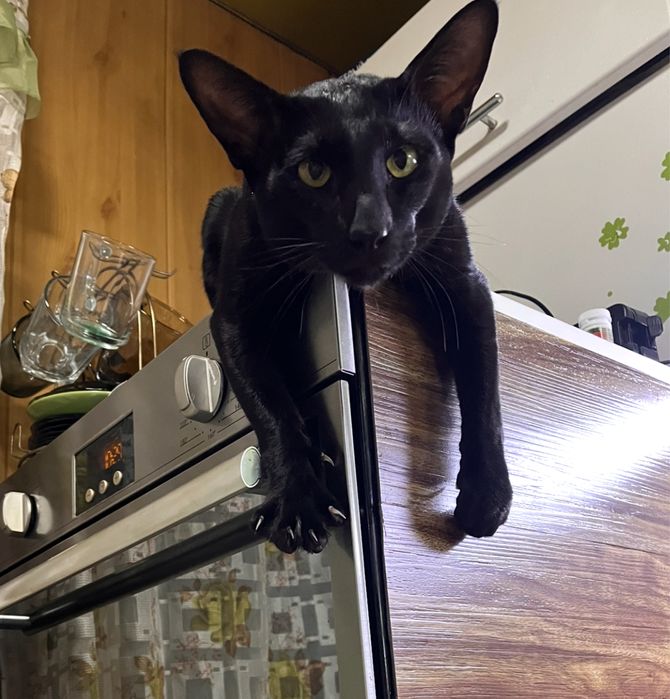 Предлагаю к вязке кота ориентальной породы.