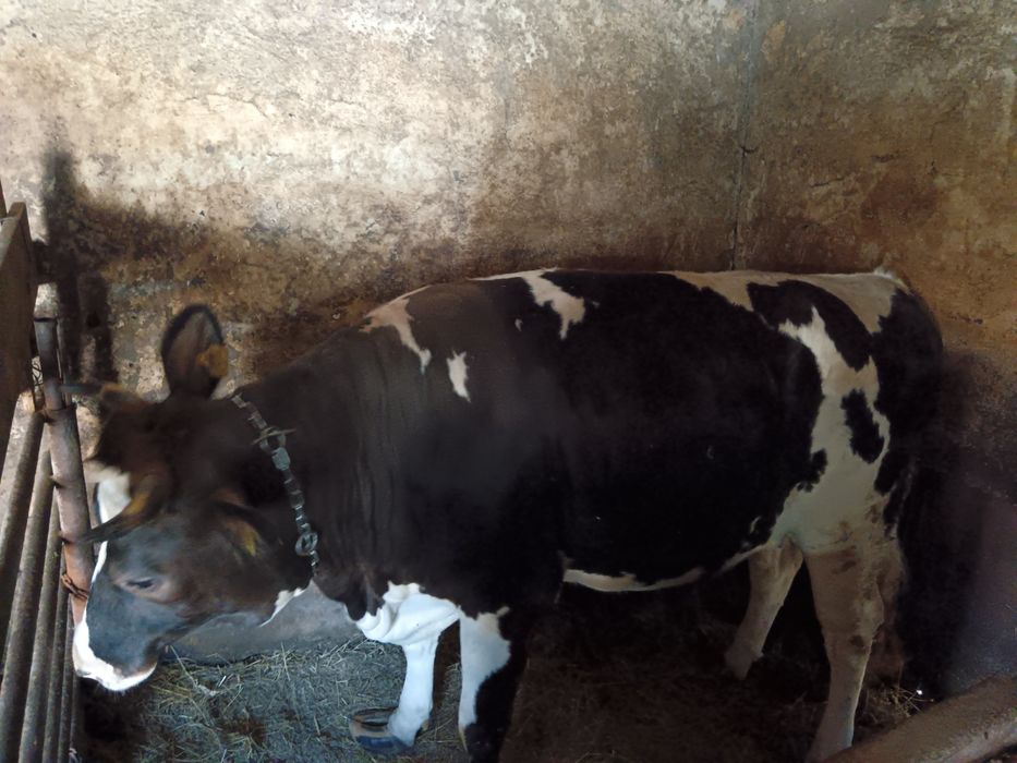 Vițica pentru prăsilă