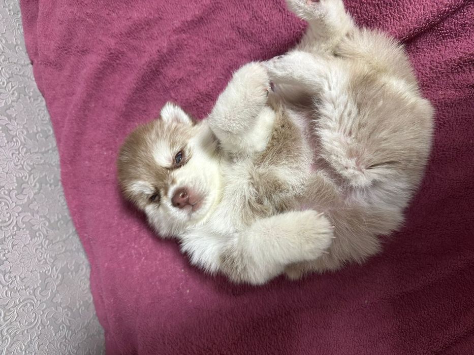 Пролается щенок сибирского хаски