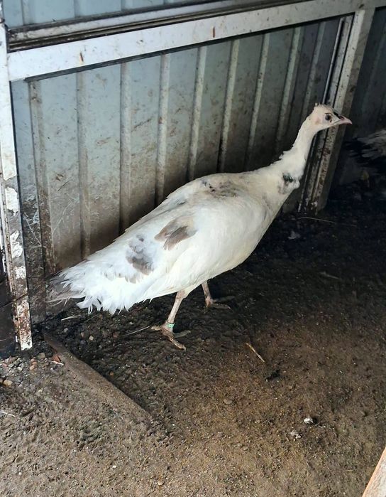 Femela matură de paun Silver Pied-Dark  !