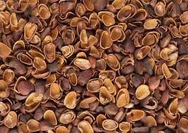 Скарлупа кедрового ореха