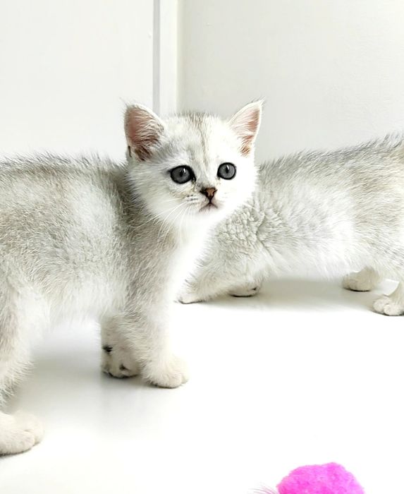 БритаШки ОчаРоваШки КотЯтА..