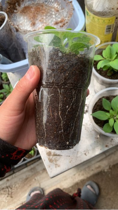 Ампельная петуния