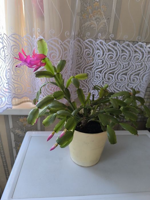 Продам декабрист. саженцы сентябрин, фуксию кистевидную, денежное дере