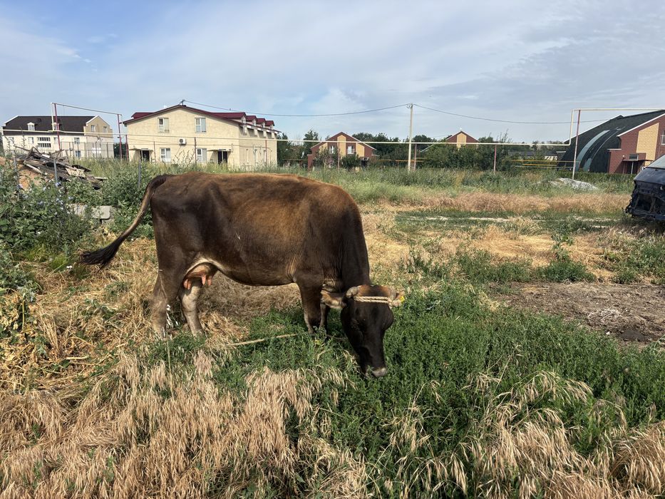Корова алатауская