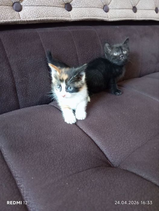 Zottor mushuk bolalari