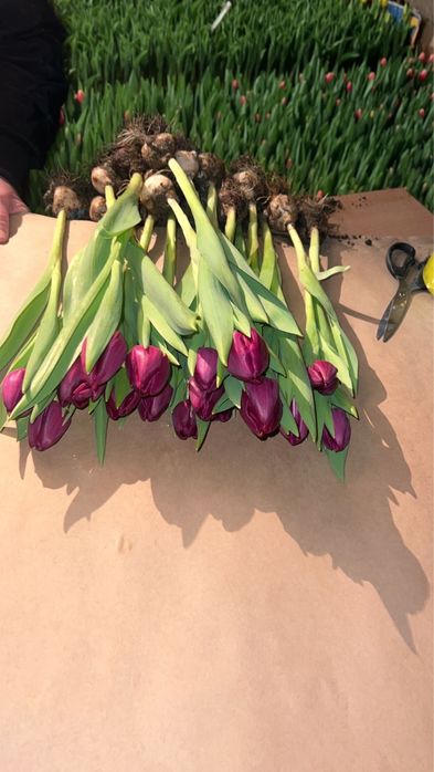 Тюльпаны Оптом и в розницу