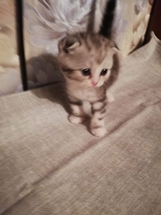 Продам Шотланских вислаушки ,Скоттиш  фолд !