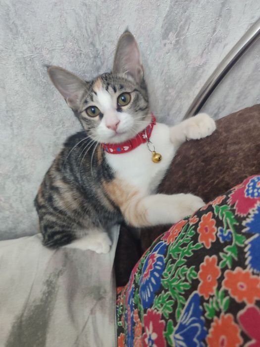 Отдадим в добрые руки