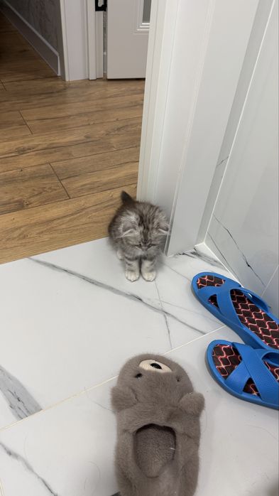 Коткенок мальчик