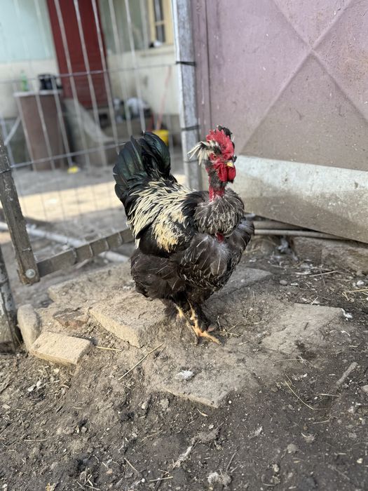 Vand sau schimb 8 cocosi motati incaltati barbosi golasi!