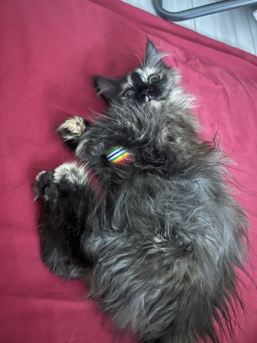 Котенок в добрые руки