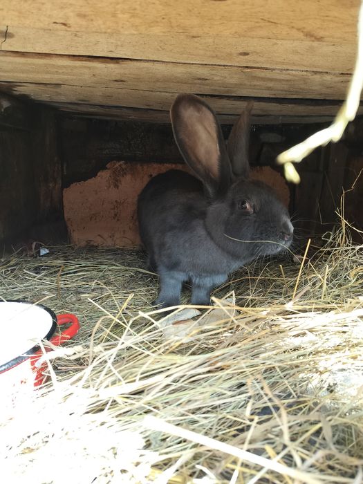 Vând iepuri pui și adulti