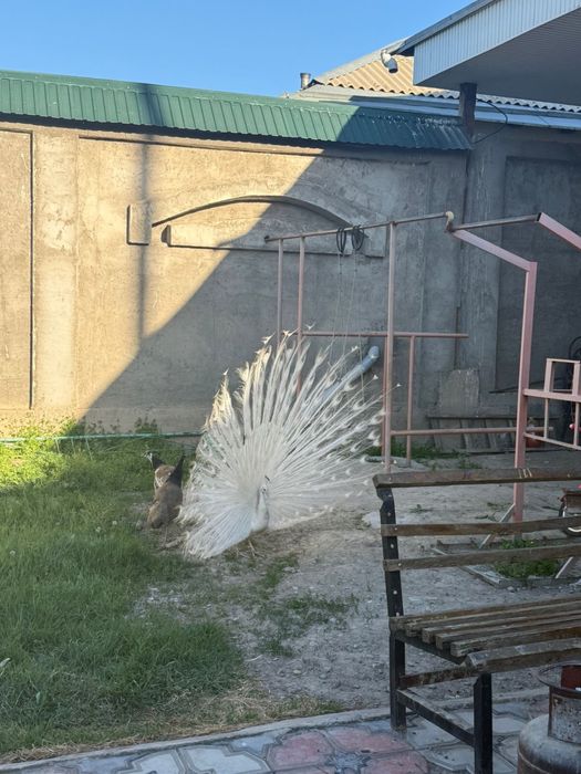 Павлин индийский белый