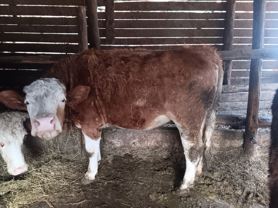 Vaci și juninci de vânzare