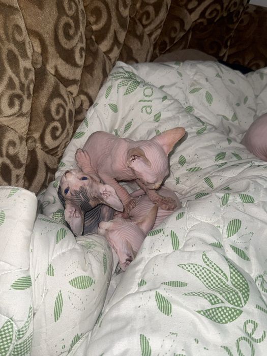 Vand pui de Sphynx