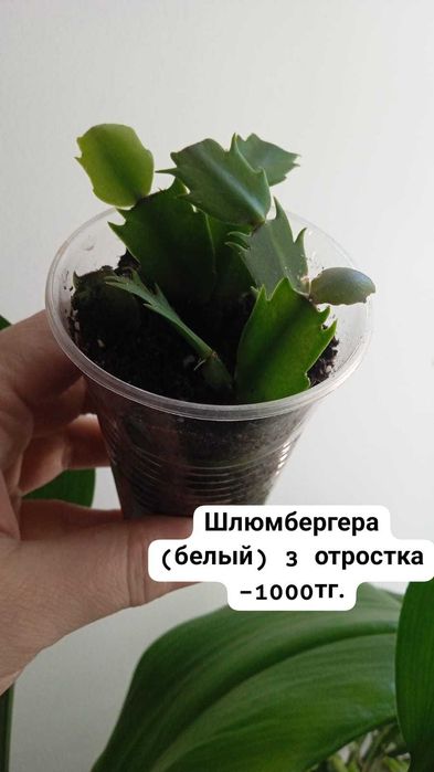 Комнатные растения разного видап