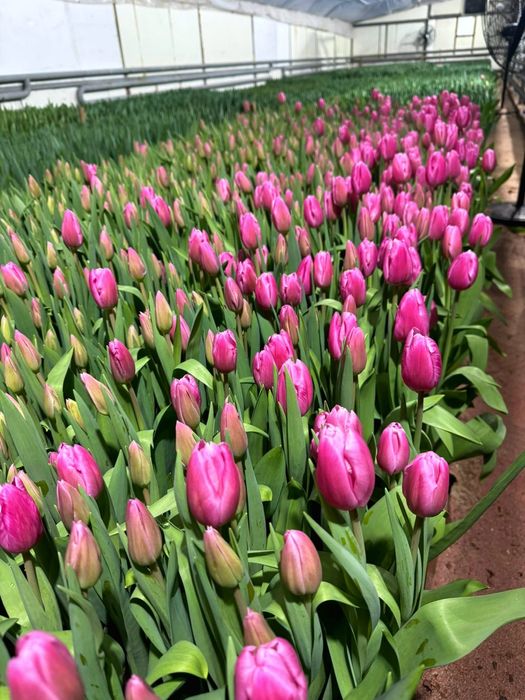Тюльпаны в розницу! 40 сортов! Алматы.