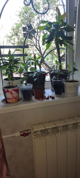 Продаётся комнатные цветы