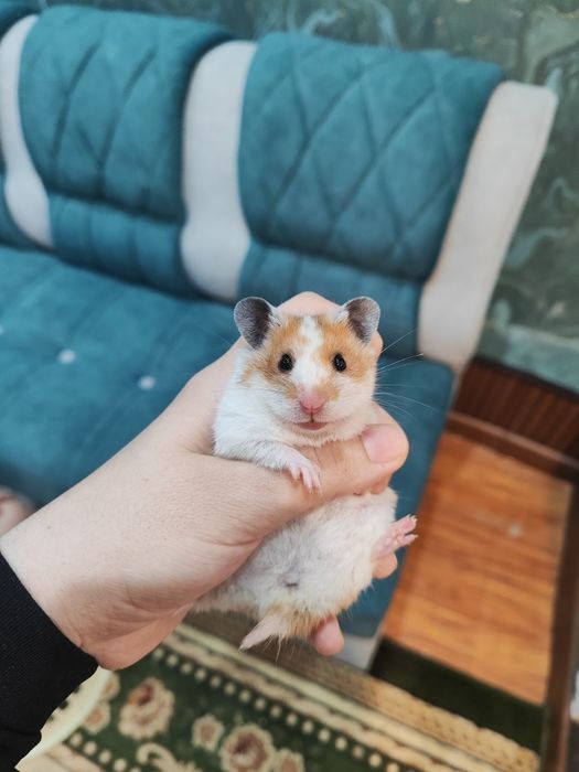 Хомяк кулга ургатилган