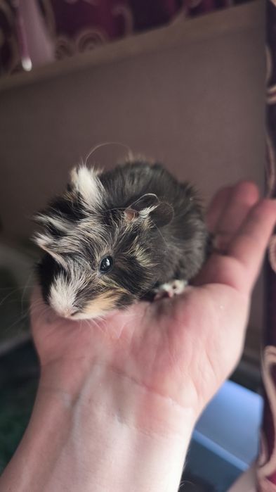 Морские свинки продам