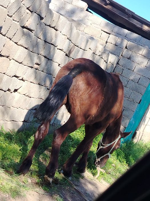 Тай сатылады парода