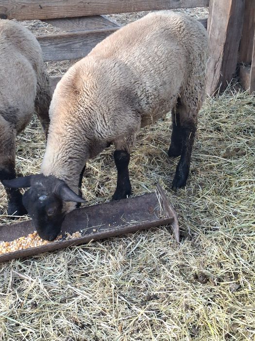 Berbec suffolk din martie