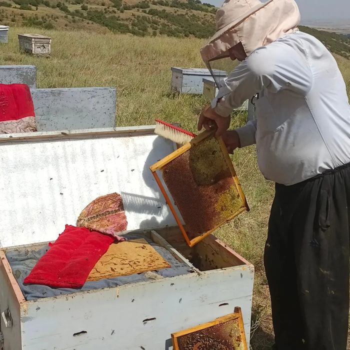 Тау балы 2500кг &