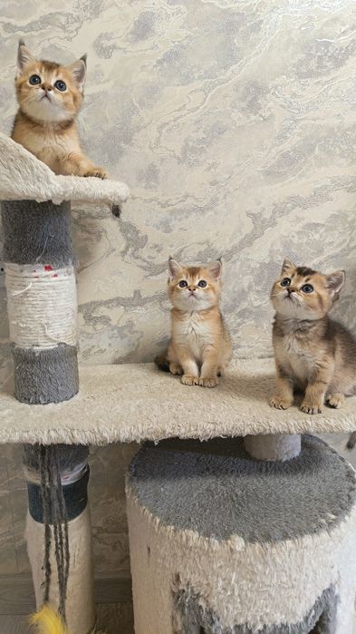 Шикарные котята здоровые игривые