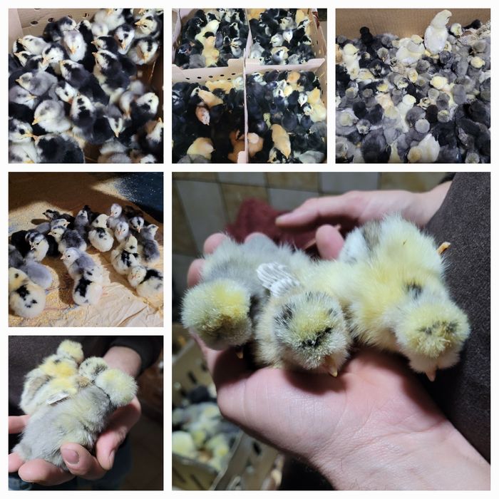 Ouă ptentru incubat de la găini motate și motate cu ouă verzi