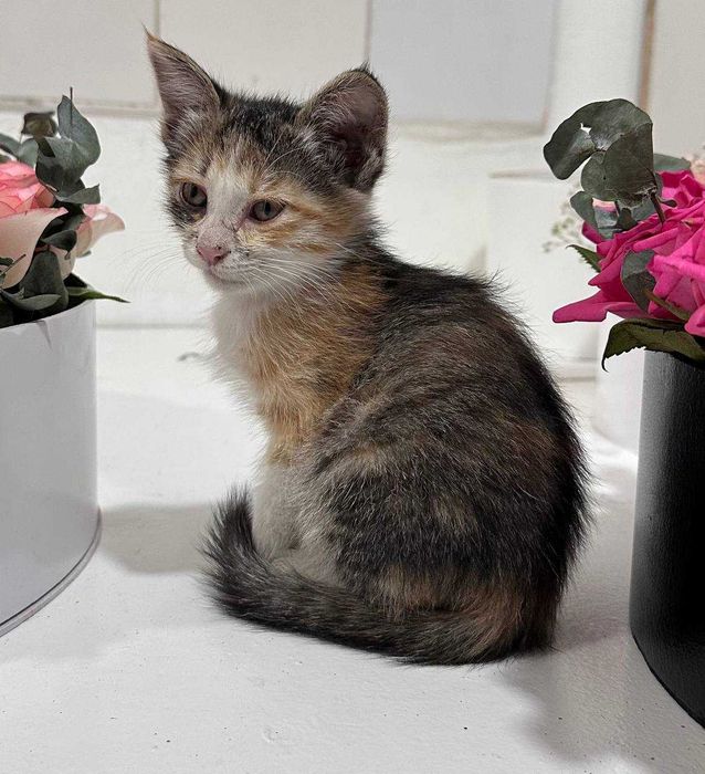 КОТЯТА в хорошие руки