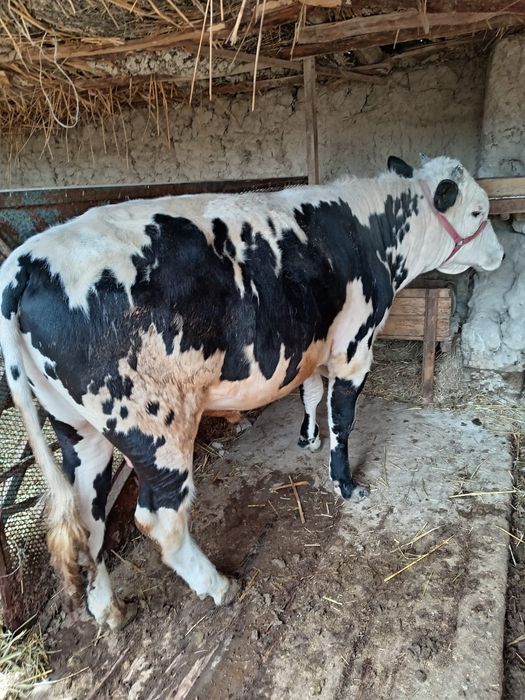 Өгіз сатыладыыыы