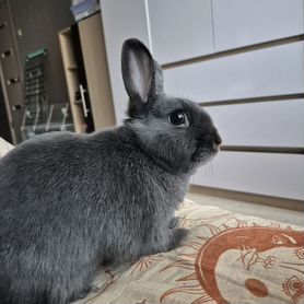 Декоративные кролики