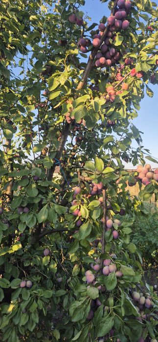 Prune din livada toate soiurile 2,5lei kg