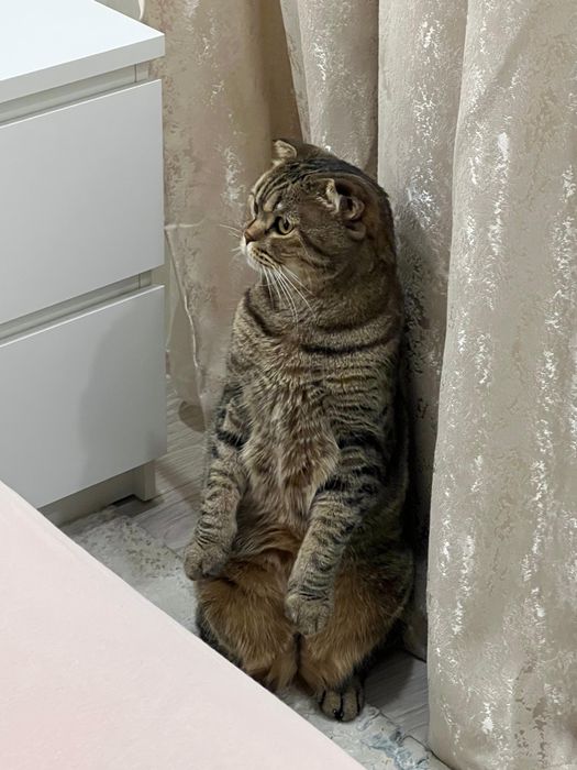Отдам кота в хорошие руки
