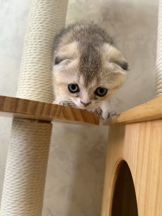 продаю котят 2 месяц