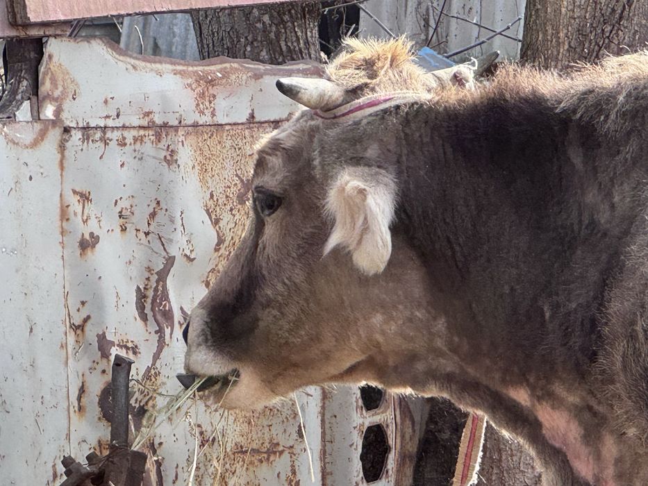 Бұзаулы сиыр сатылады, екі сиыр енді туады