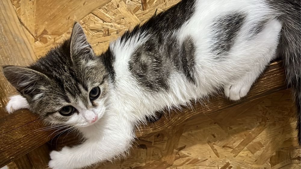 Котенок бесплатно