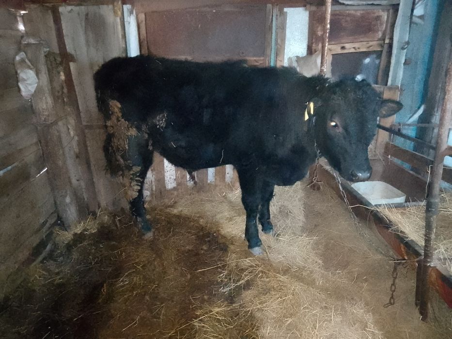 Продам бык ангус