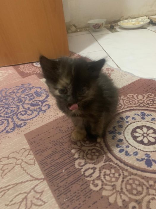 Котята бесплатно в добрые руки