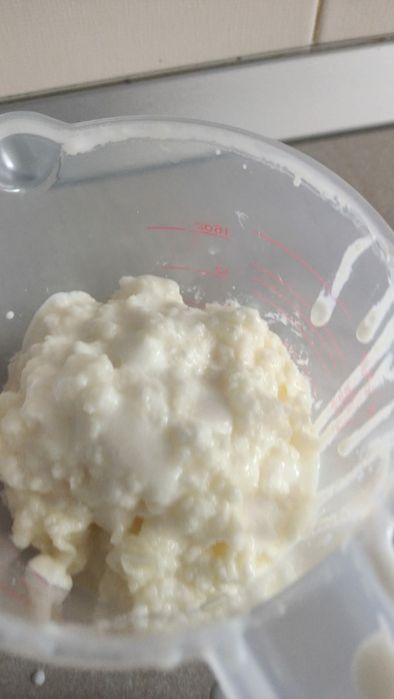 Ciupercă Tibetană De Chefir 1 Lingură