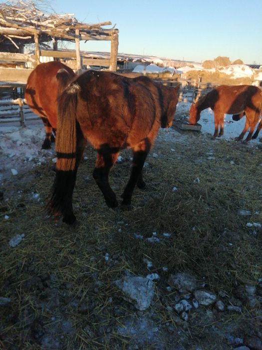 Продам Лощадей 15 голов