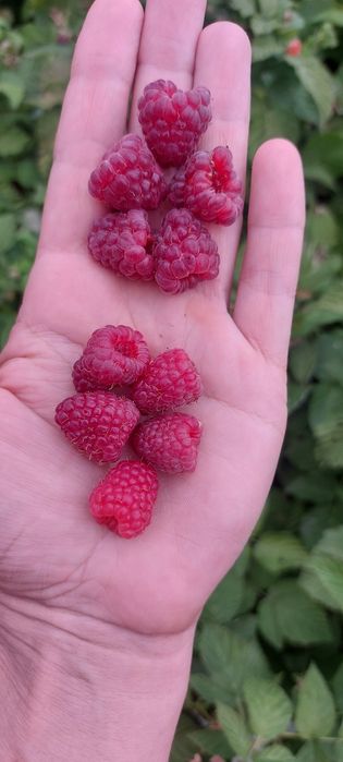 Малина сортов Шапка Монамах и Зюгана