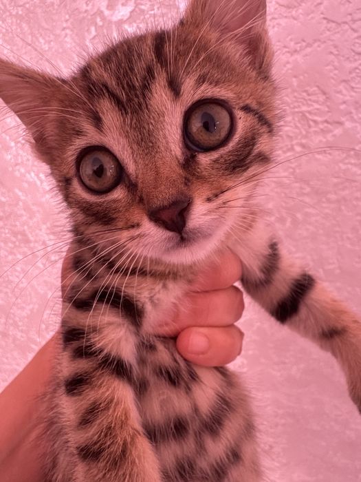 Отдам в добрые руки котенка
